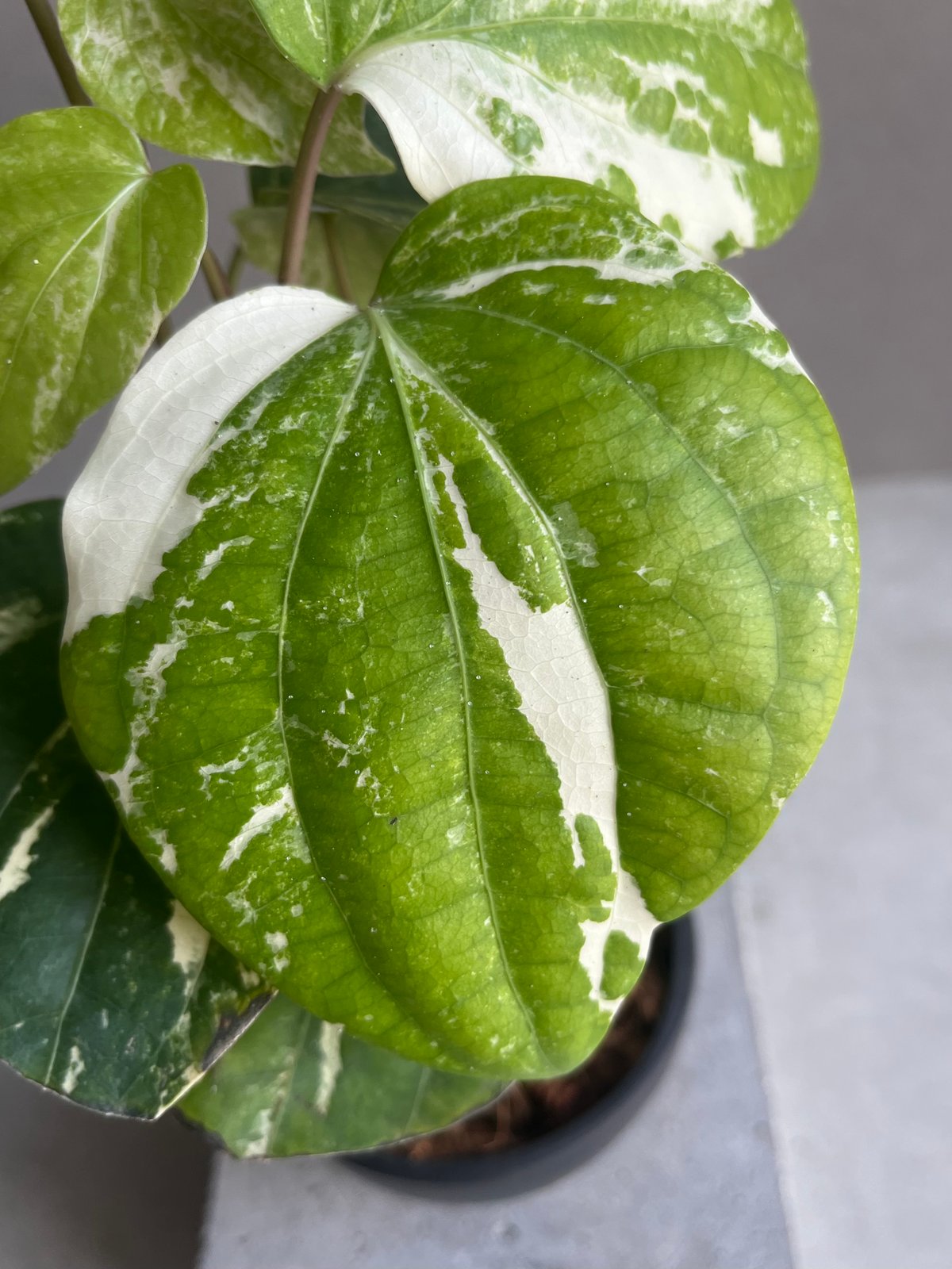 パイパー ニグラム 斑入 「Piper nigrum variegated」82X | SHO