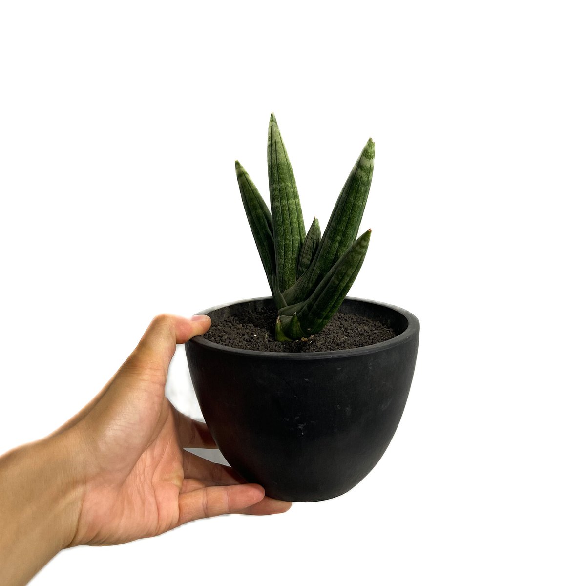サンセベリア ミーナ「Sansevieria Meena」900-1 | SHOUCHIKUEN