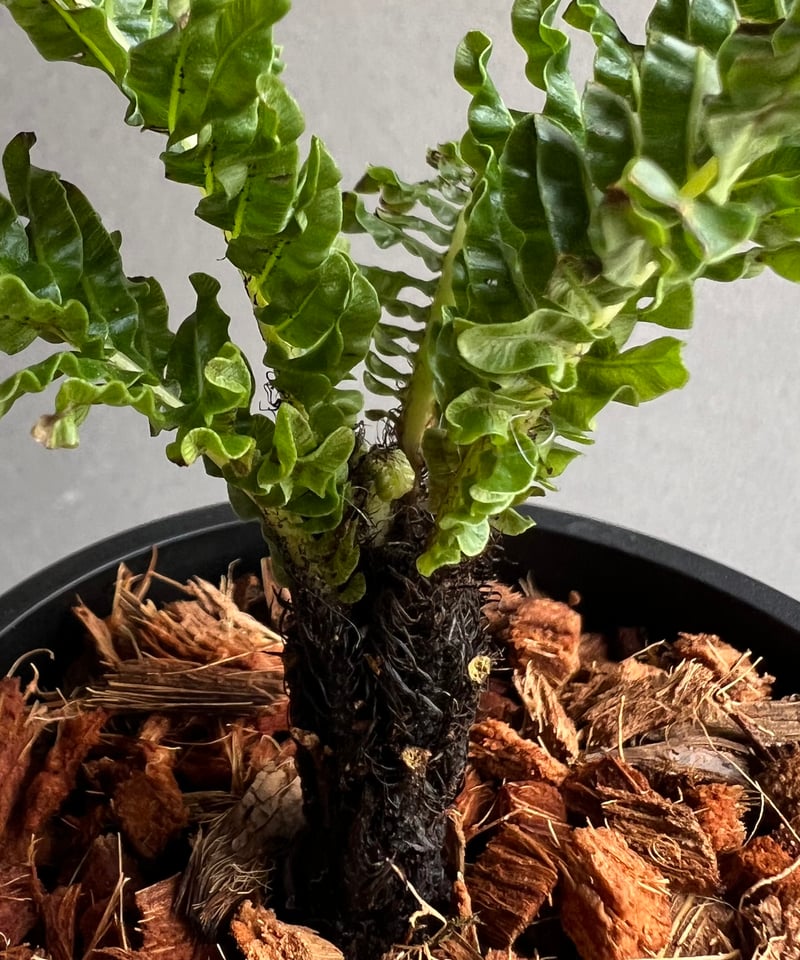 ブレクナム ギッバム ドワーフ 「Blechnum gibbum Dwarf 」71C