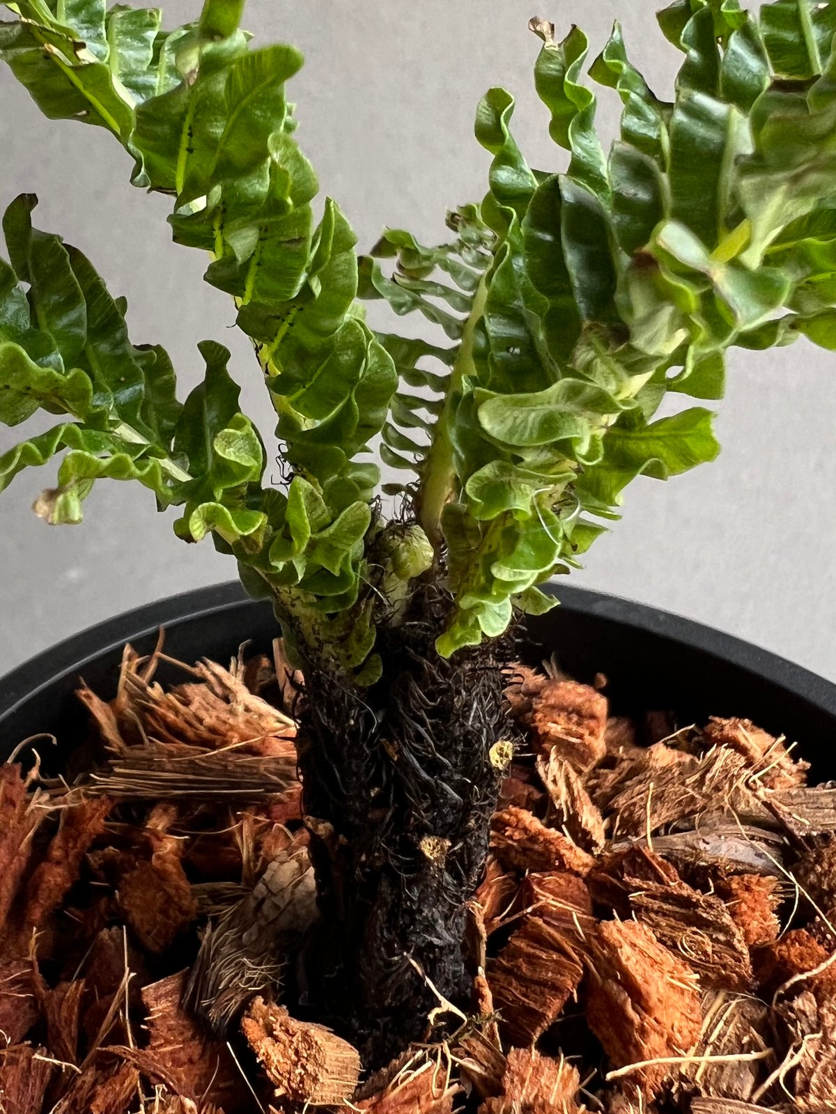 ブレクナム ギッバム ドワーフ 「Blechnum gibbum Dwarf 」71C | S