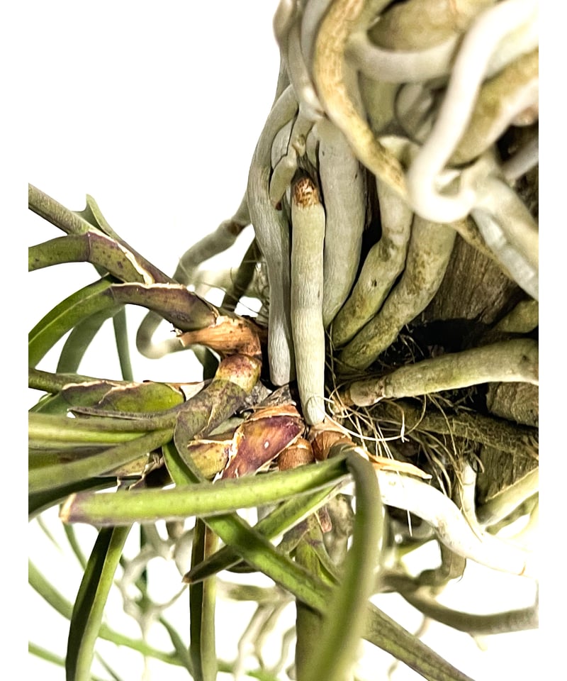 セイデンファデニア　ミトラタ 楽天市場】（観葉植物）洋ラン セイデンファデニア ミトラタ（1株