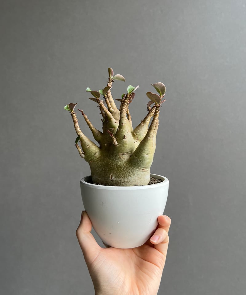 アデニウム アラビカム スーパー ドワーフ タイプ 「Adenium arabicum