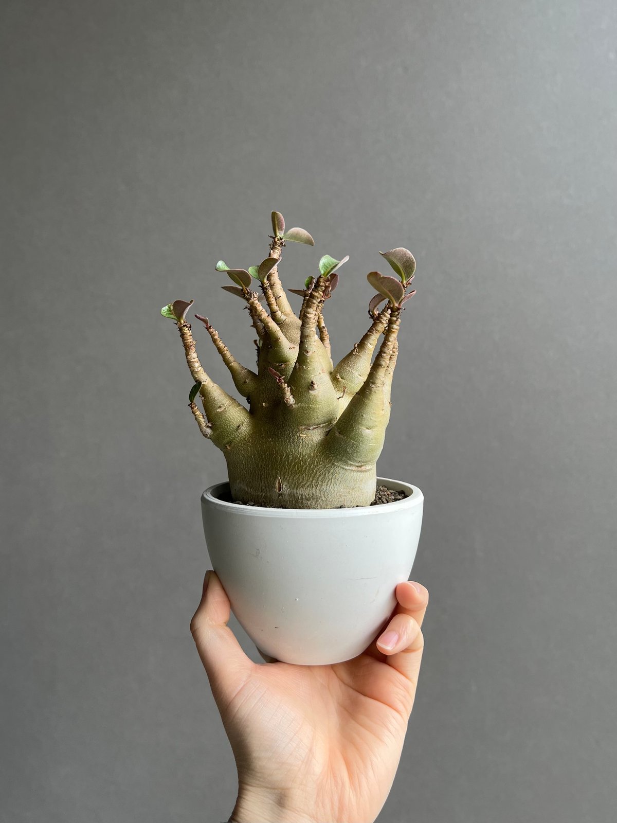 アデニウム アラビカム スーパー ドワーフ タイプ 「Adenium arabicum