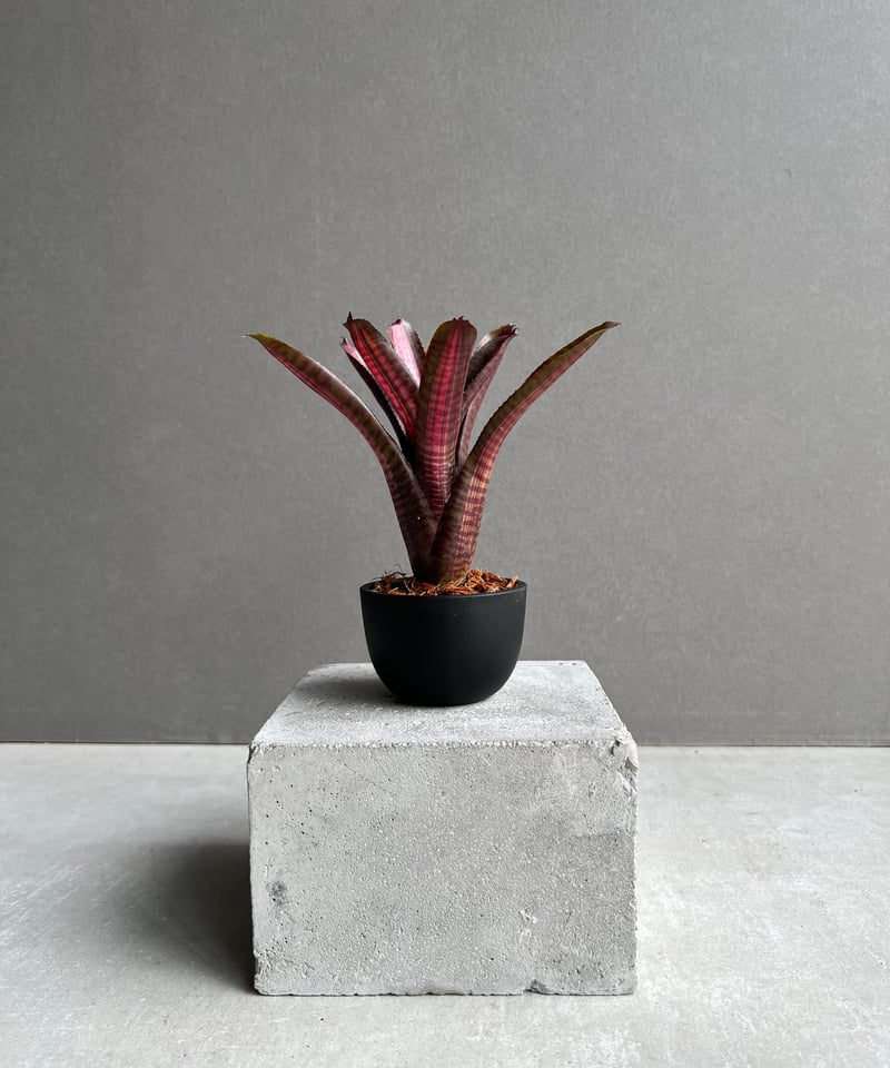 ネオレゲリア スコタックズ コード レッド 「Neoregelia Skotak's Code