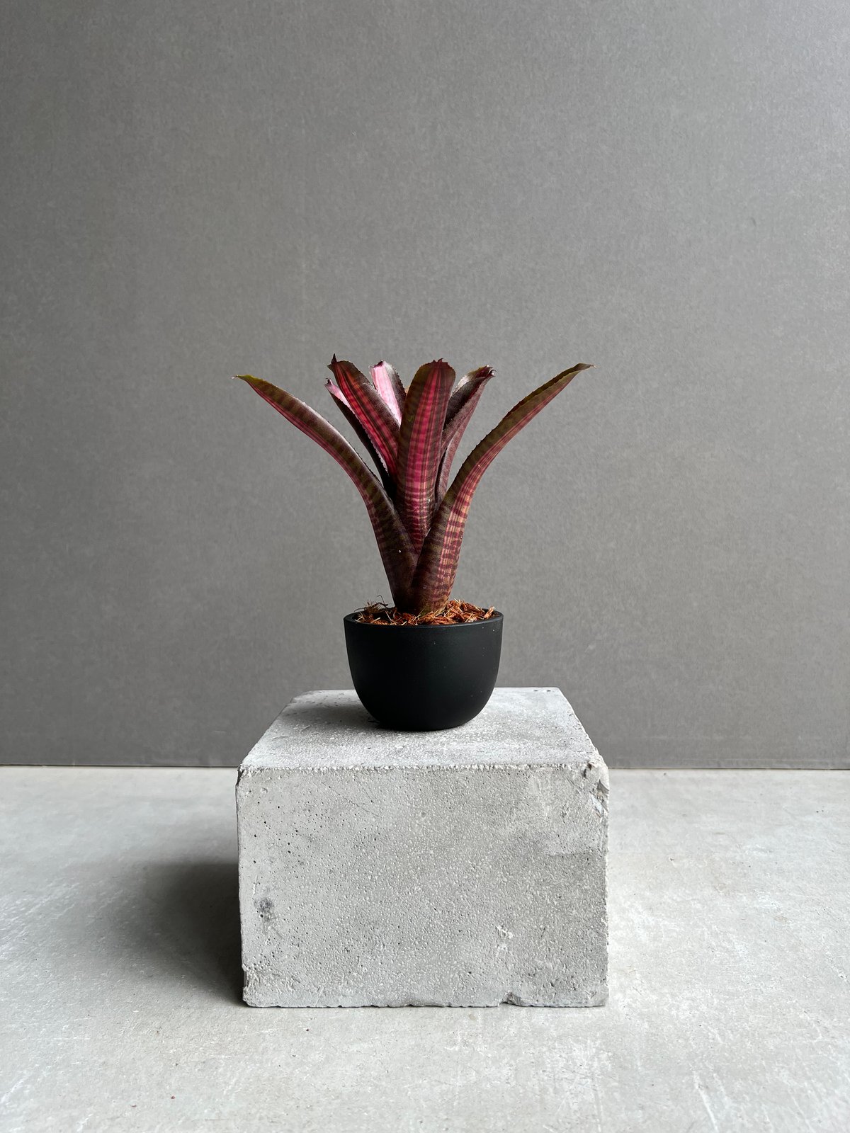 ネオレゲリア スコタックズ コード レッド 「Neoregelia Skotak's Code