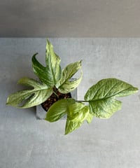 ビルベルギア　ディッピンドッツ ビルベルギア ディッピン ドッツ 「Billbergia Dippin Dot」77H | S