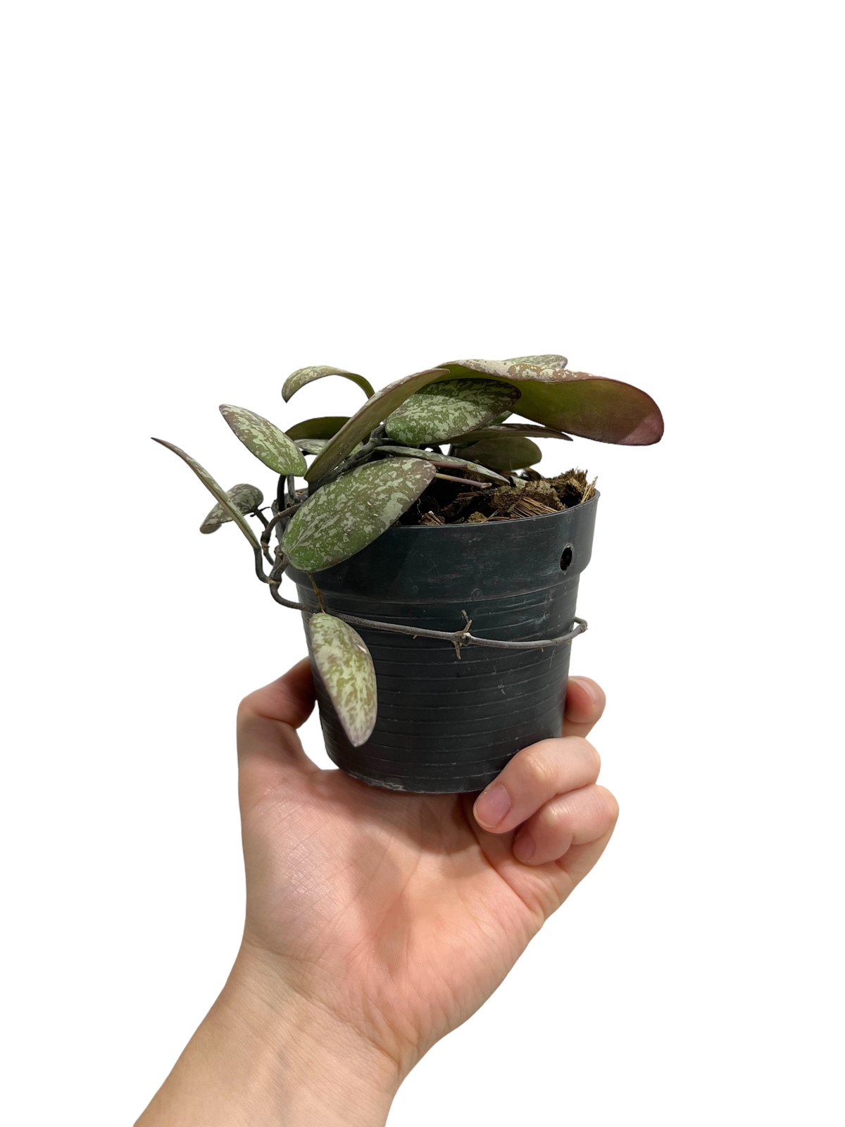 ホヤ シギラティス シルバー ボルネオ 「Hoya sigilatis Silver Bor