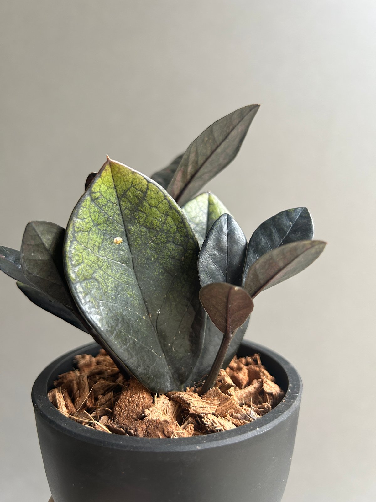 ザミオクルカス 斑入 “ブラックピンク”「Zamioculcas Zamiifolia Var