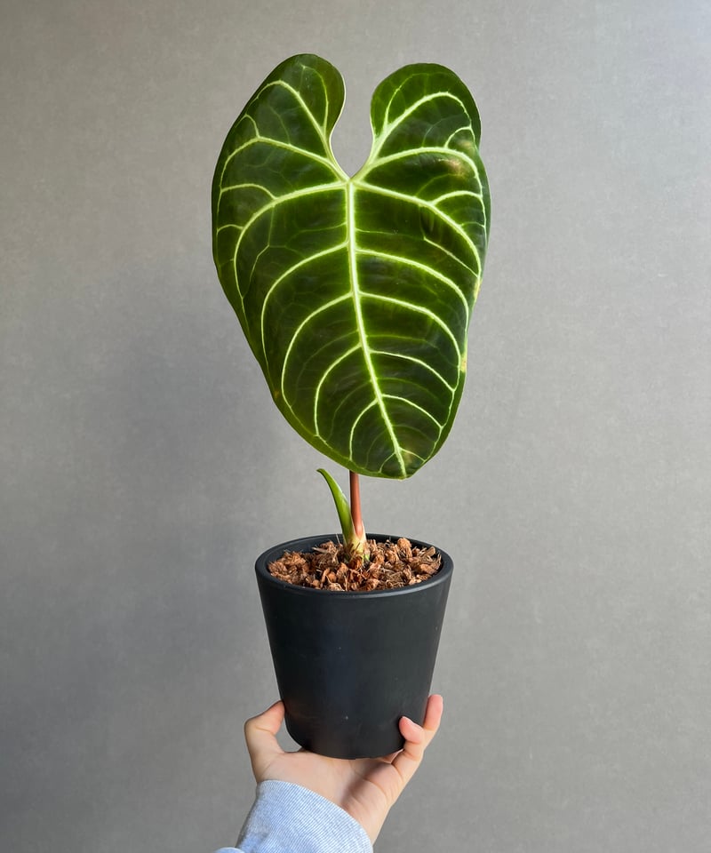 アンスリウム レガレ(コロンビア/ペルー) 「Anthurium regale (Colomb