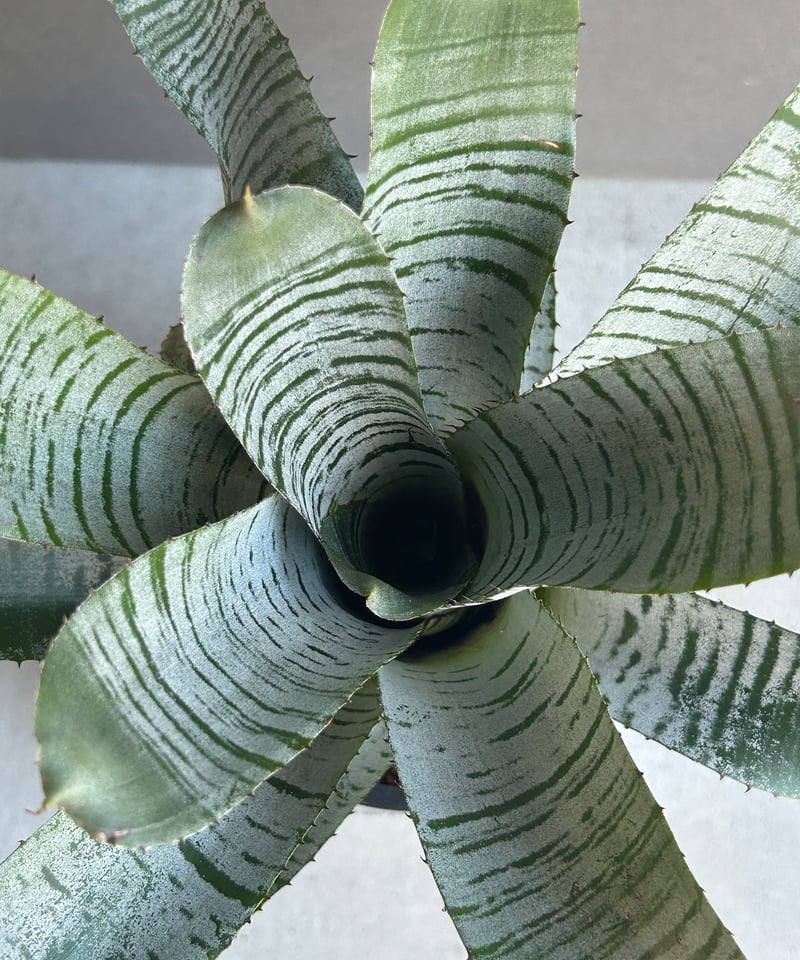 エクメア チャンティニー デ レオン「Aechmea Chantinii De Leon」24