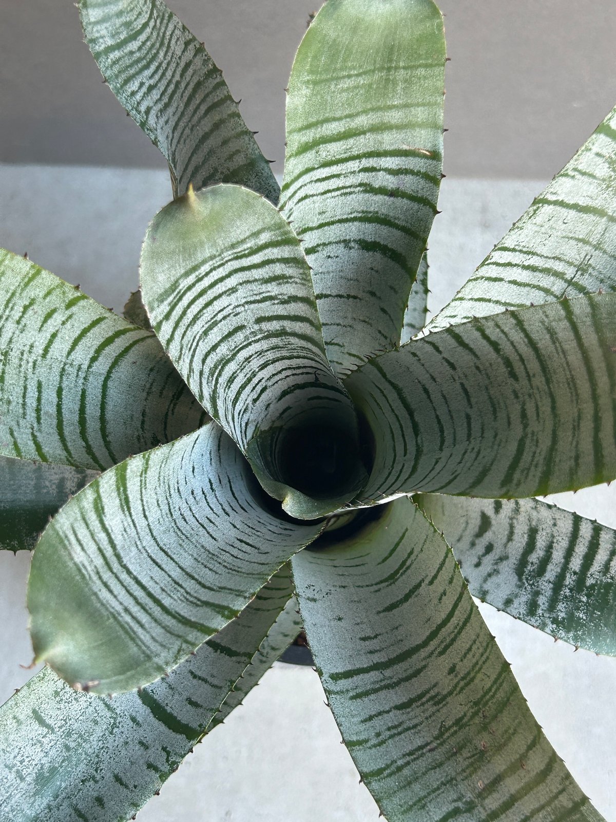 エクメア チャンティニー デ レオン「Aechmea Chantinii De Leon」24