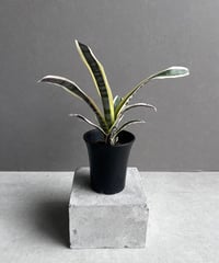 モンステラ デリシオーサ レガシー 「Monstera delisiosa Legacy モンステラ デリシオーサ レガシー 「Monstera delisiosa Legacy