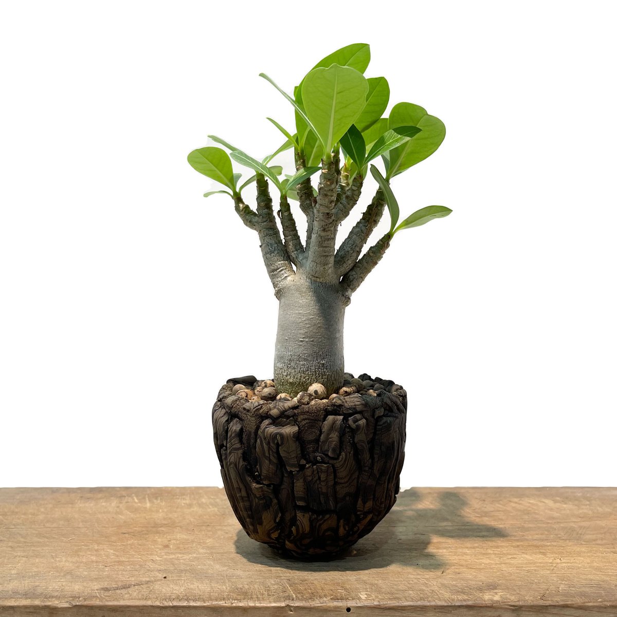 アデニウム　タイソコトラナム　コレクション株　大株 Amazon.co.jp: コレクション株 美樹形 御神木 アデニウム タイ