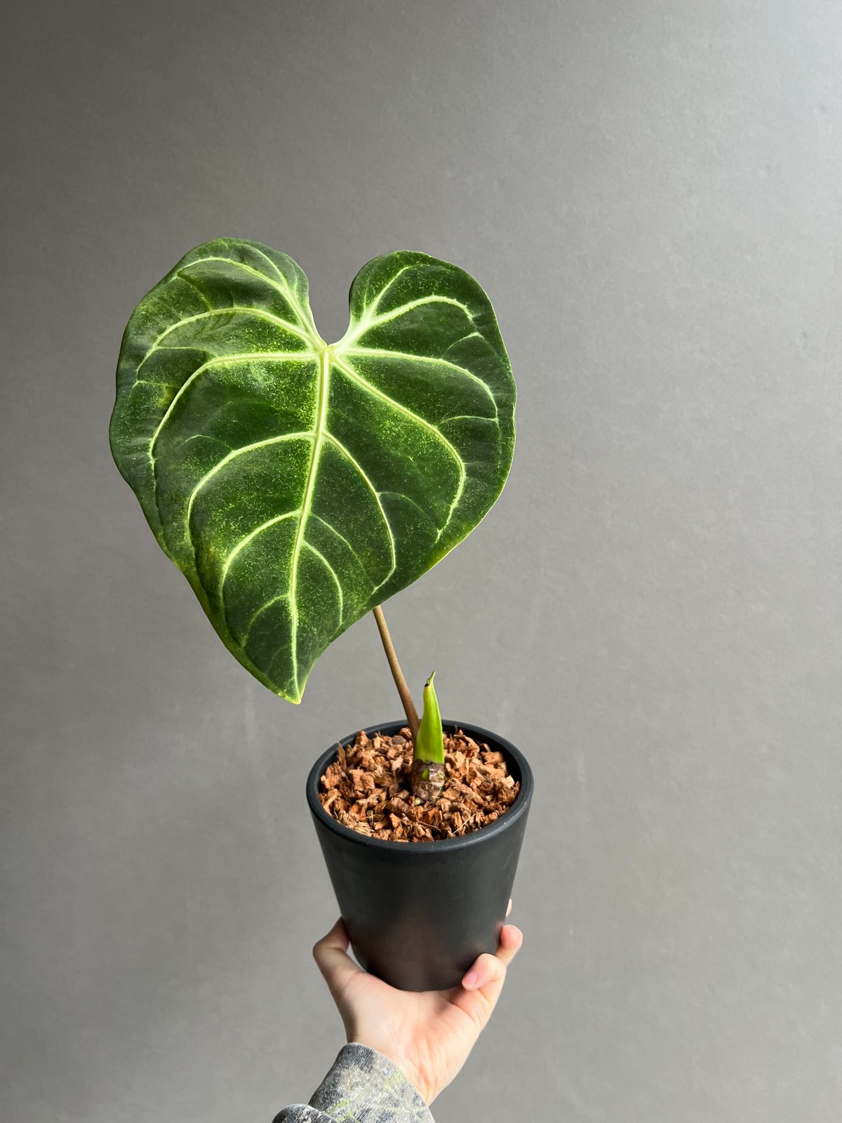 アンスリウム レガレ(コロンビア/ペルー) 「Anthurium regale (Colomb