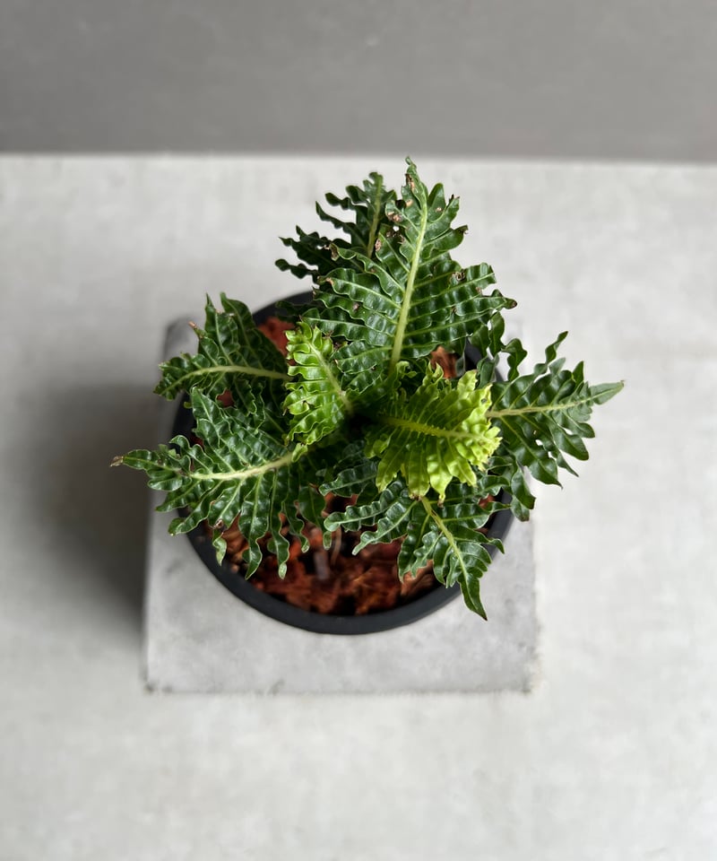ブレクナム　ギッバムドワーフ ブレクナム ギッバム ドワーフ 「Blechnum gibbum Dwarf 」95B