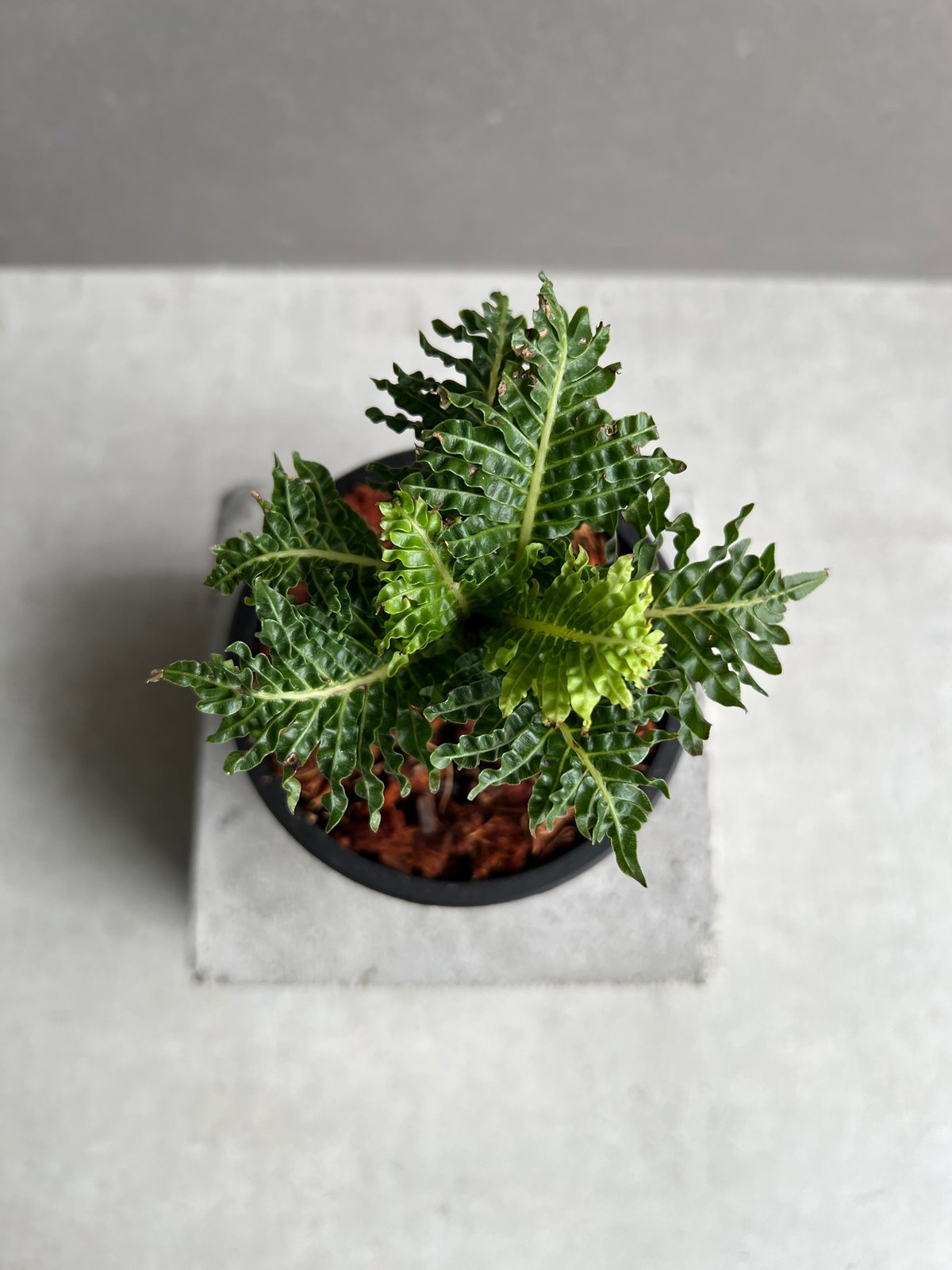 ブレクナム ギバム ドワーフ ブレクナム ギッバム ドワーフ 「Blechnum gibbum Dwarf 」100B |