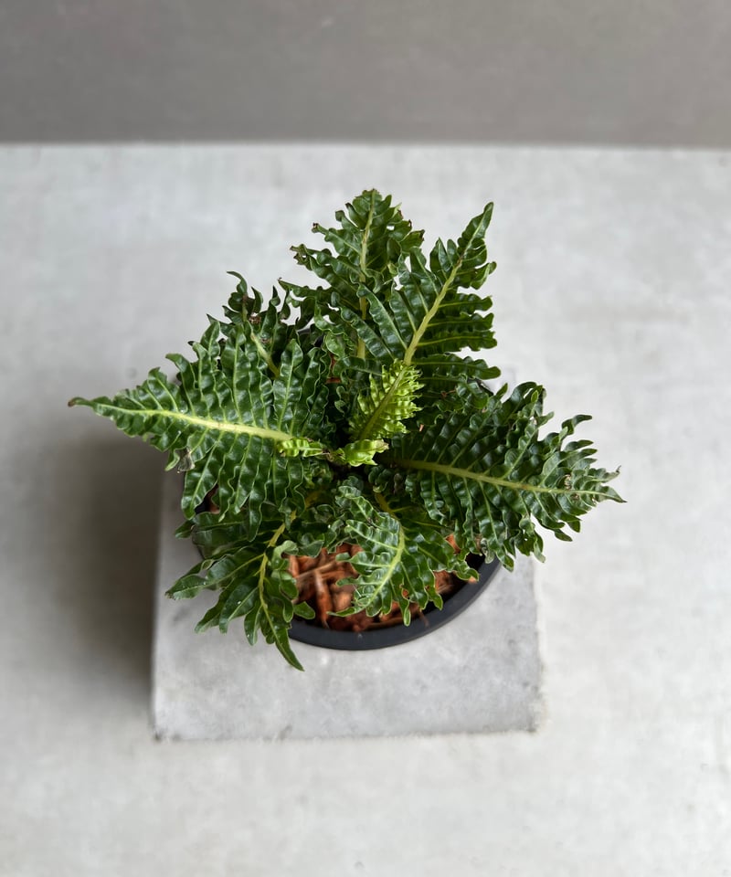 ブレクナム ギッバム ドワーフ シダ植物 Blechnum gibbum ブレクナム ギッバム ドワーフ 「Blechnum gibbum Dwarf 」76B | S