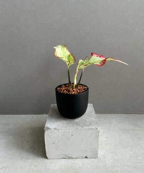 希少❗️ボリューム大❗️サンスベリア　トムグラシリスパンク✨ サンスベリアトムグラシリスならFlower&Plants tette │ 「手
