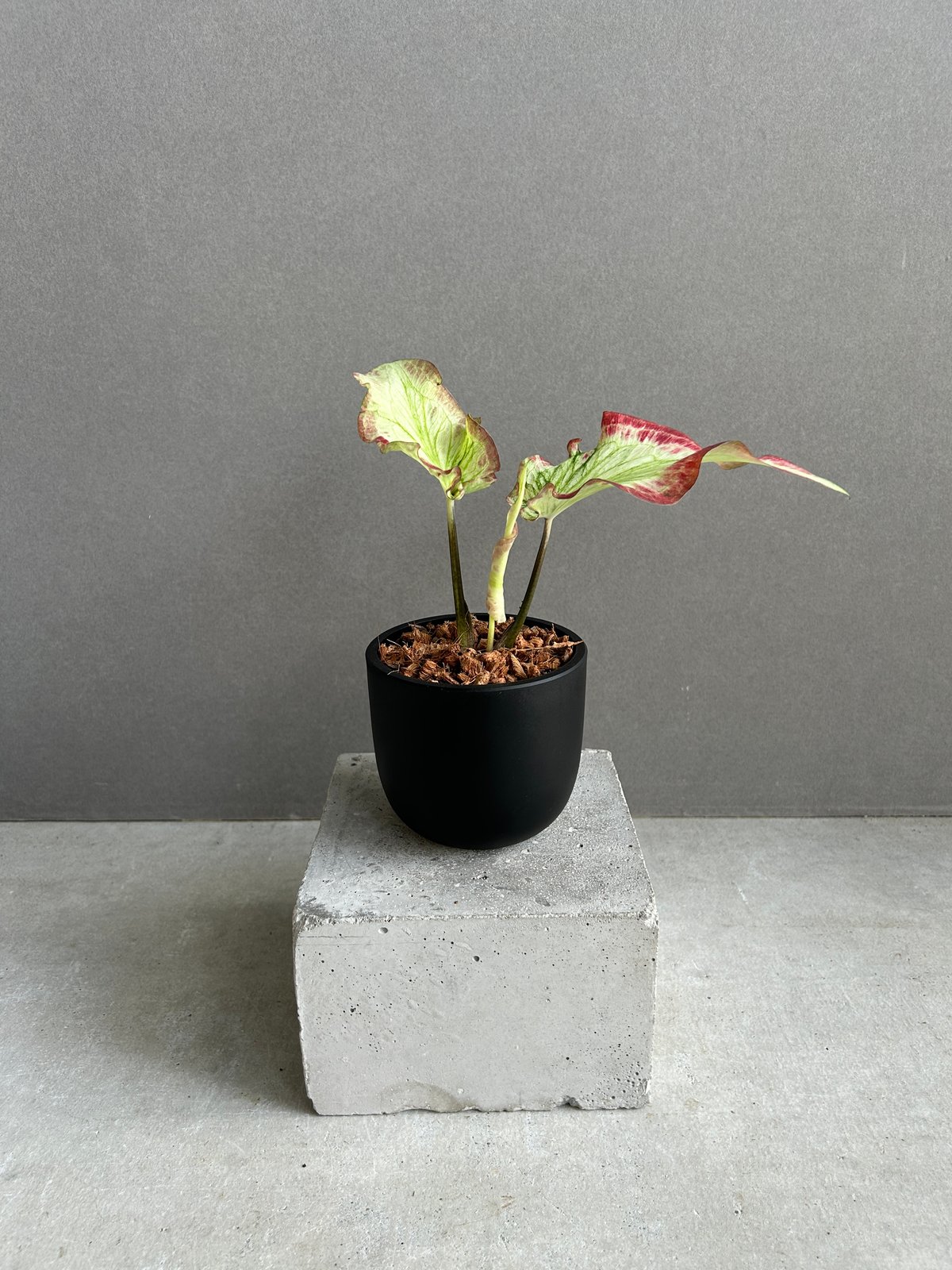 カラジューム ハイブリッド “カーラ リリー” 「Caladium Hybrid