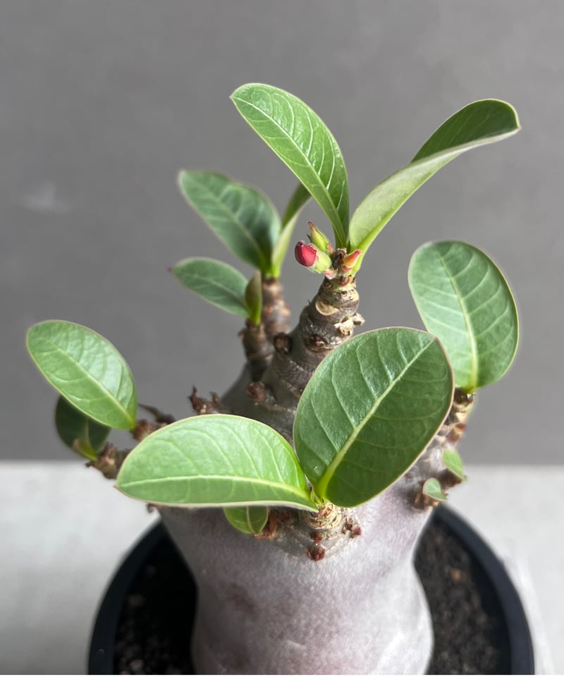 アデニウム アラビカム スーパー ドワーフ “ブラック” 「Adenium