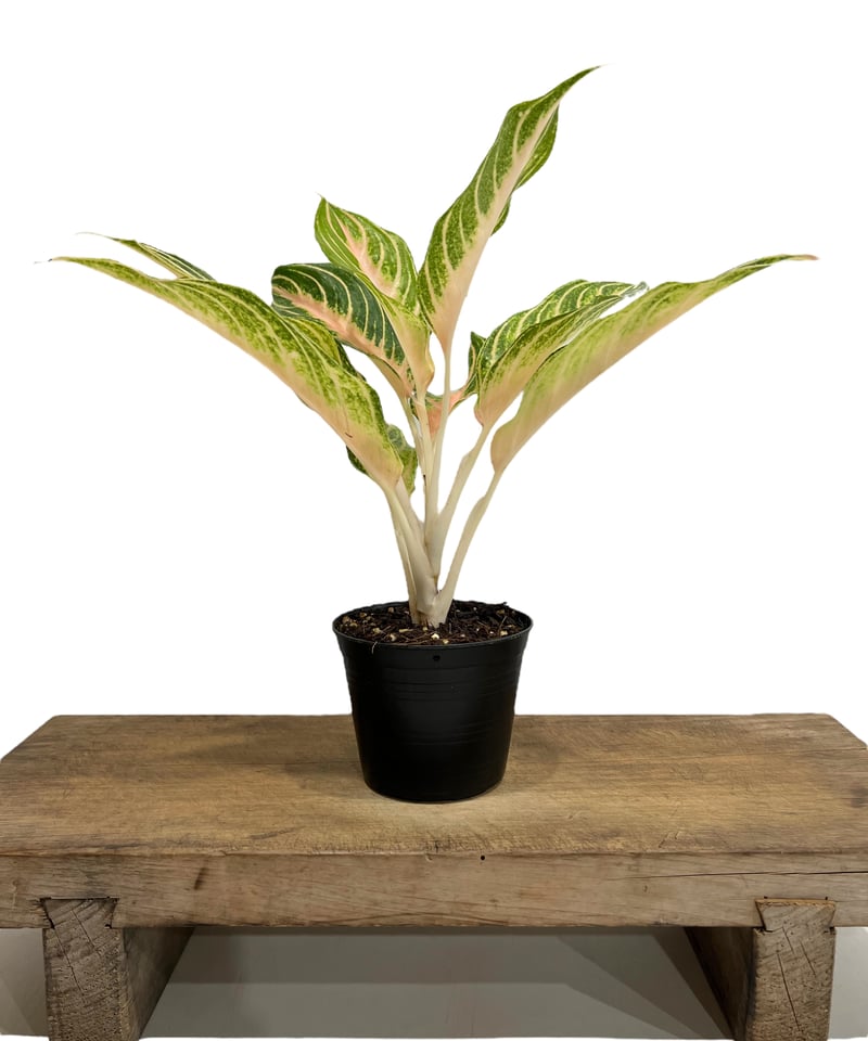 アグラオネマ ピーチ パナマ 「Aglaonema Peach Panama」49L | S