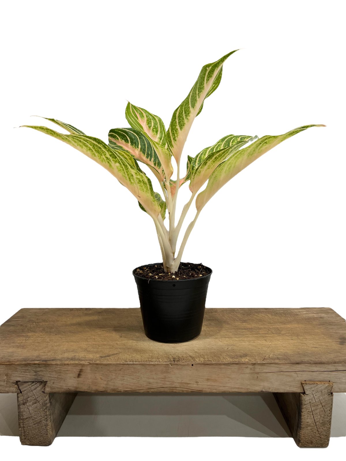 アグラオネマ ピーチ パナマ 「Aglaonema Peach Panama」49L | S