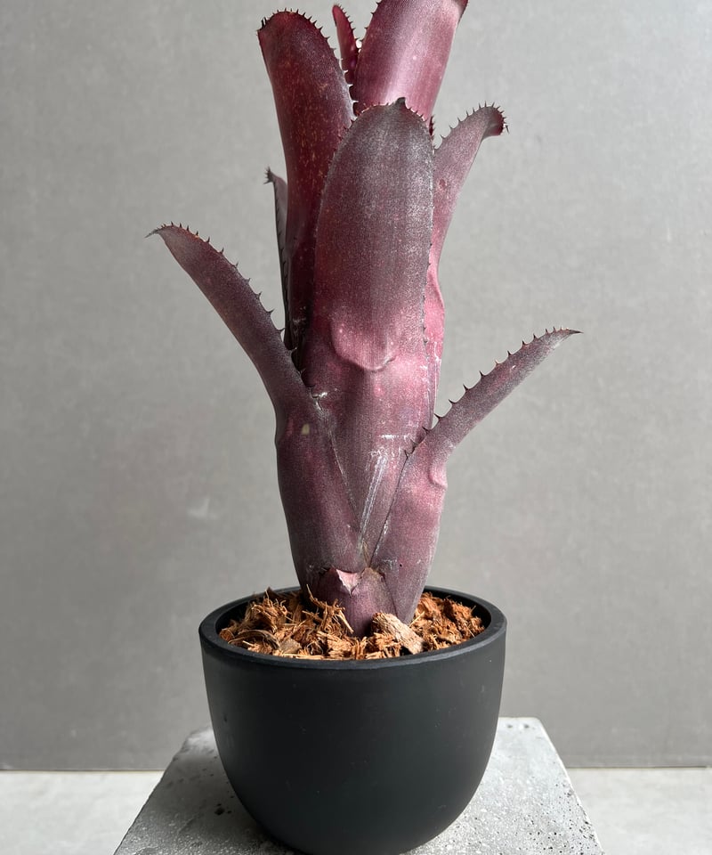 ビルベルギア オーバージーン 「Billbergia Aubergine」19C | SHOU