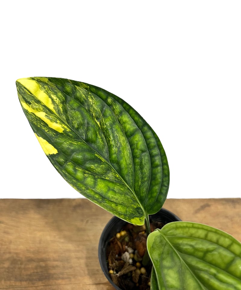 モンステラ カルステニアナム (ペルー) 斑入 「Monstera Karstenianum