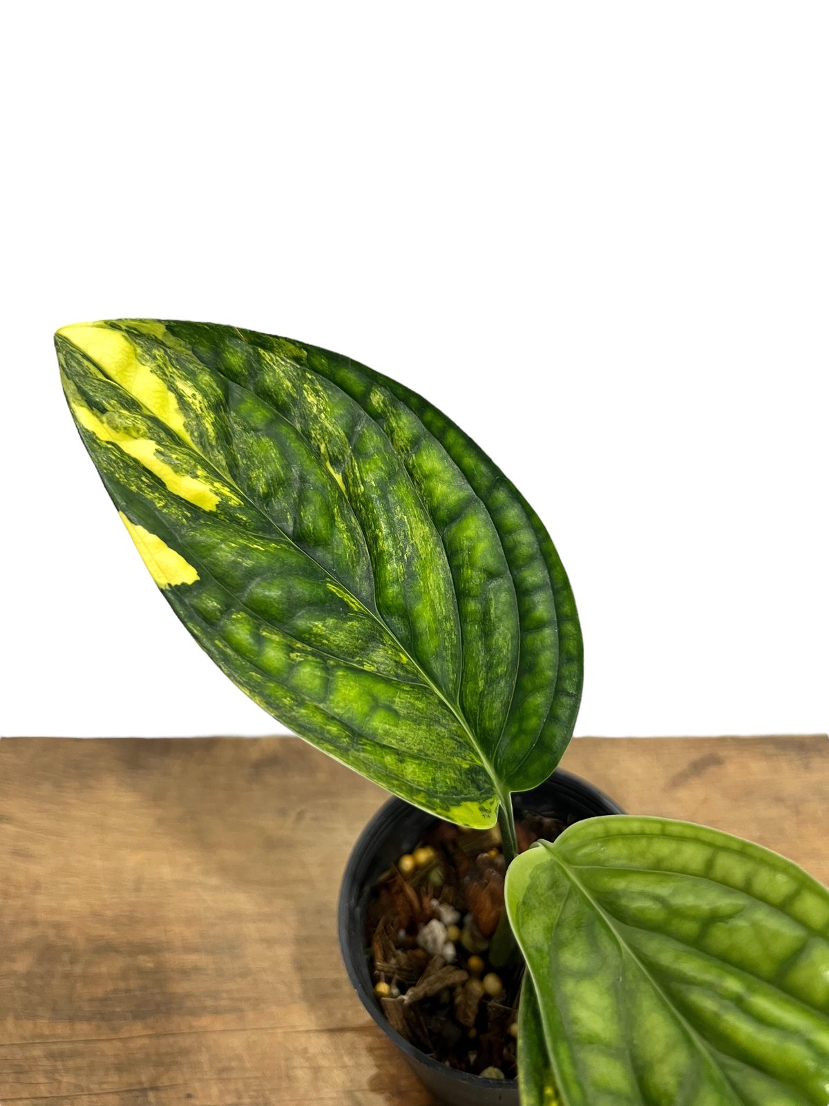 モンステラ カルステニアナム ペルー モンステラ カルステニアナム（ペルー）Monstera Karstenianum