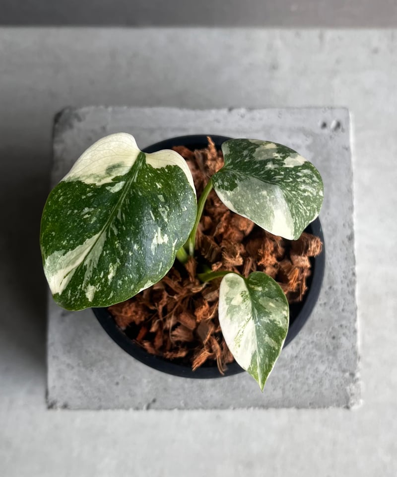モンステラ タイ コンステレーション クリーム ブリュレ 「Monstera