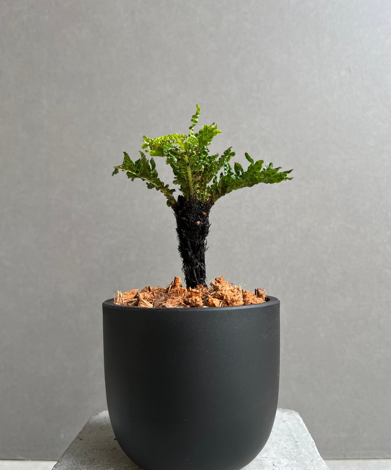 ブレクナム ギッバム ドワーフ 「Blechnum gibbum Dwarf 」24E | S