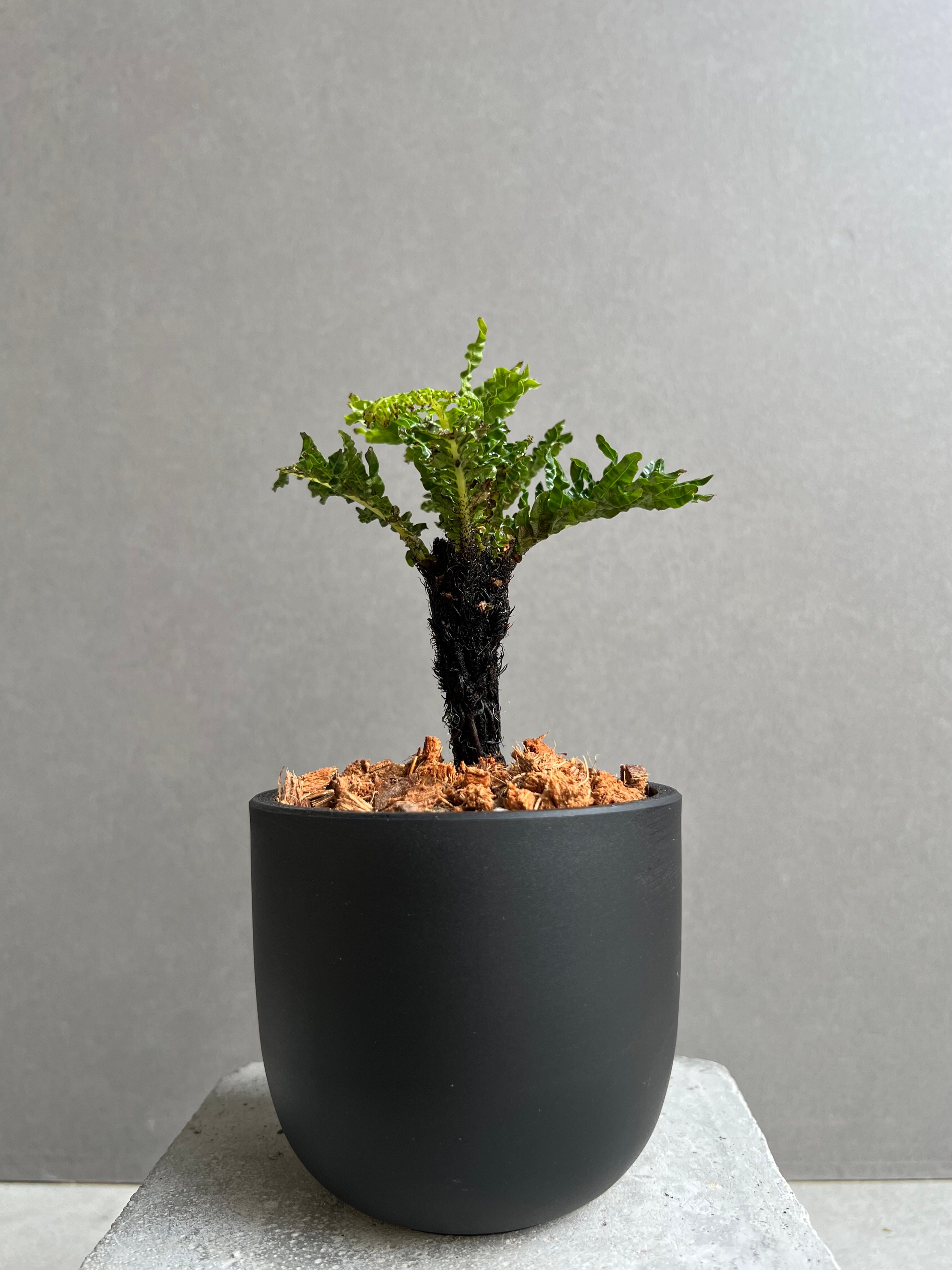 ブレクナム ギッバム ドワーフ 「Blechnum gibbum Dwarf 」24E | S