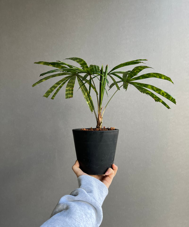 海老美　Licuala mattanensis 'Mapu'　リクアラマプ リクアラ マッタネンシス マプ 「Licuala mattanensis 'Mapu' 」73