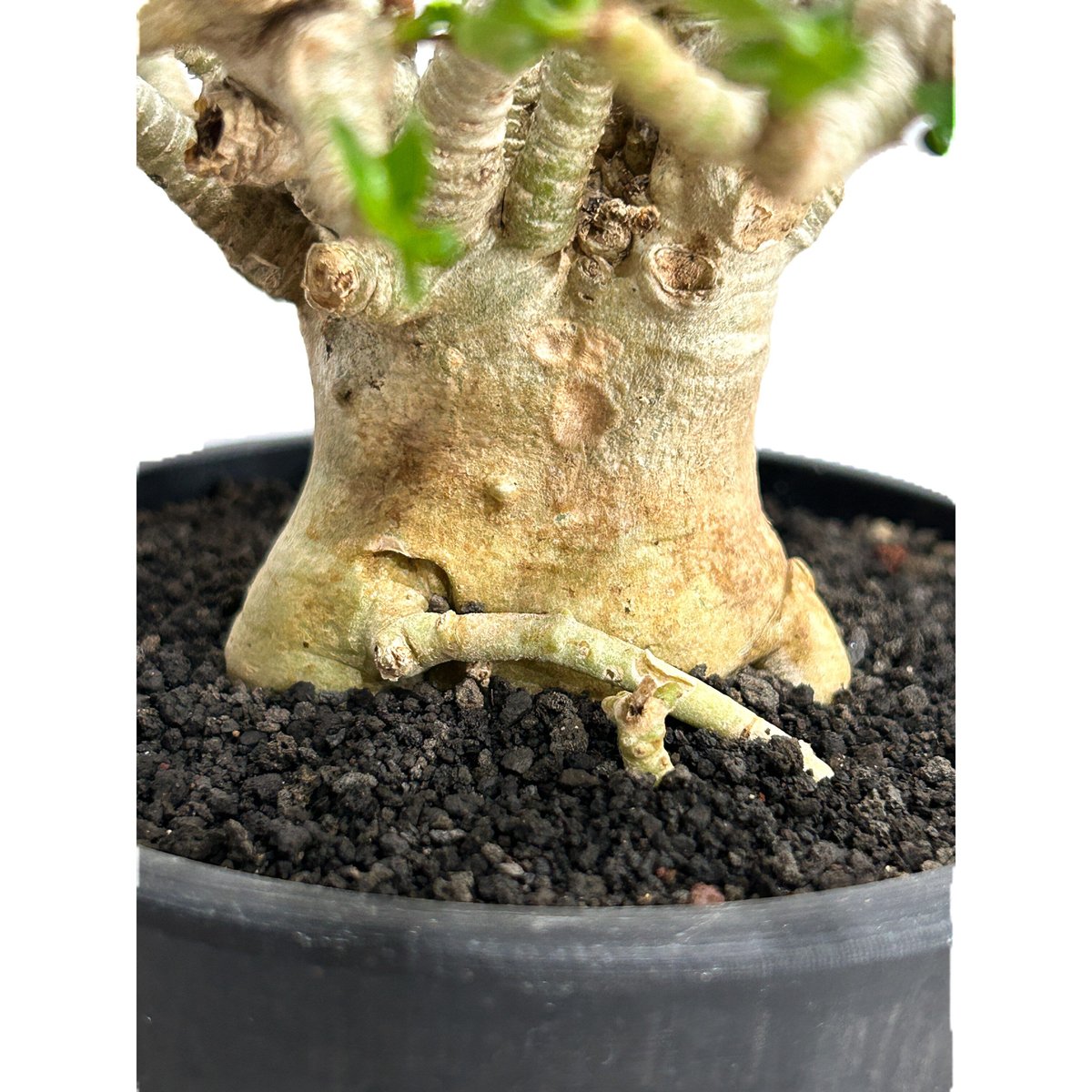 激レア/獅子葉のアデニウム/斑入り】Dorset Horn Adenium