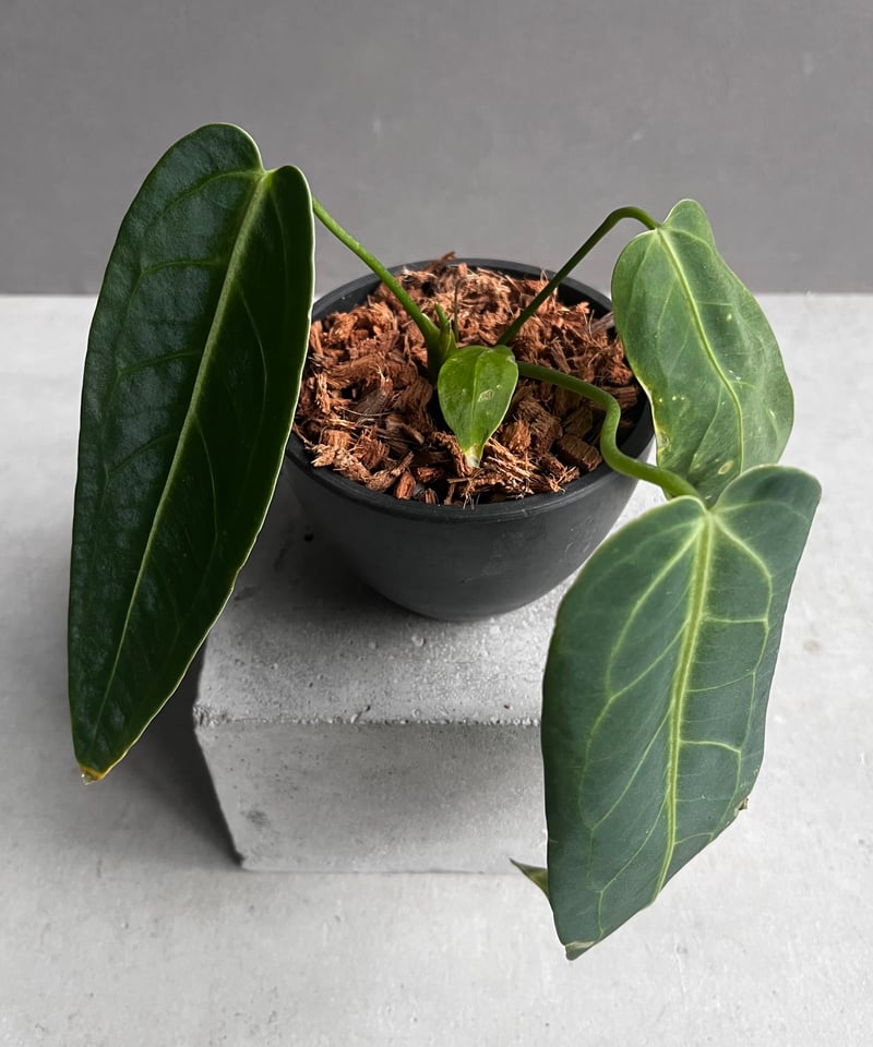 アンスリウム ワロクアナム ダーク&ナロー フォーム 「Anthurium アンスリウム ワロクアナム ダーク&ナロー フォーム 「Anthurium