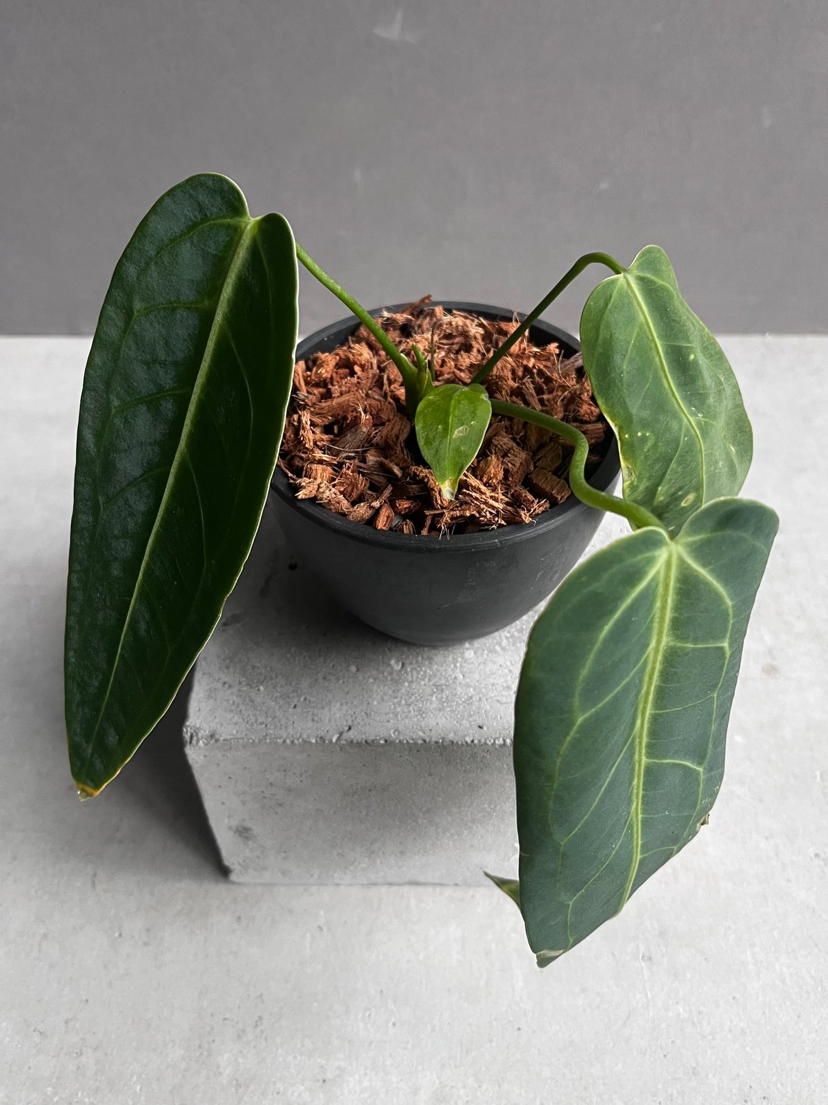 アンスリウム ワロクアナム ダーク&ナロー フォーム 「Anthurium アンスリウム ワロクアナム ダーク&ナロー フォーム 「Anthurium