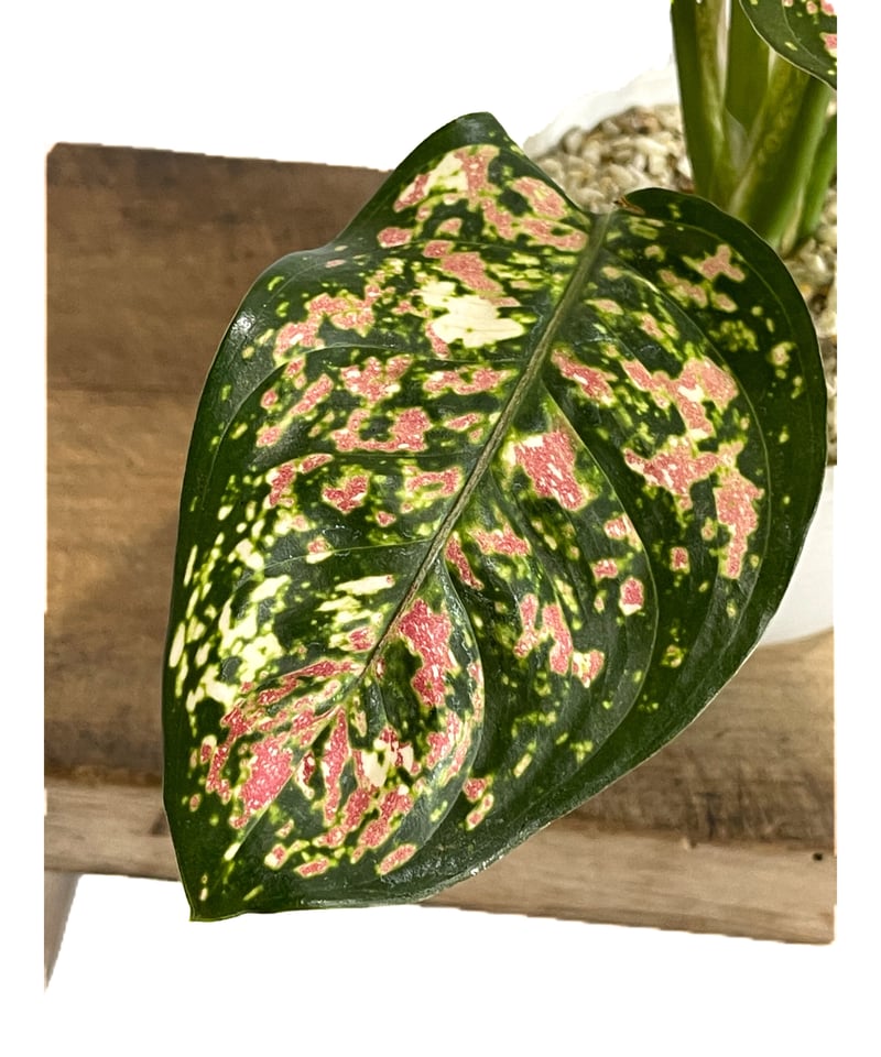 アグラオネマ アンヤマニー トリカラー「Aglaonema Unyamanee