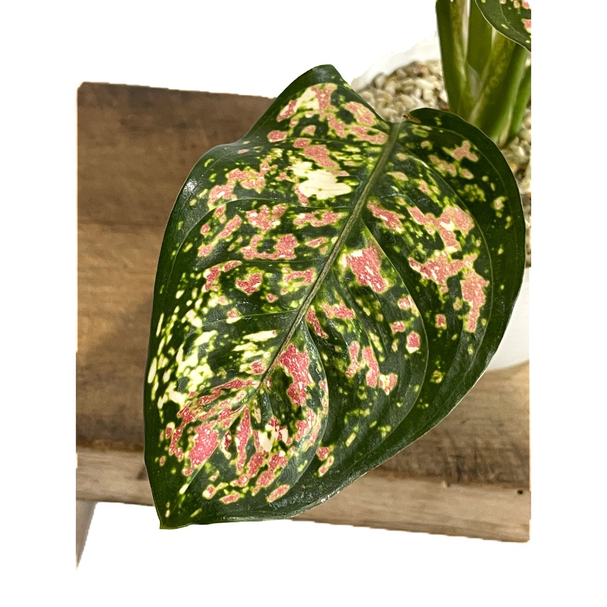 アグラオネマ アンヤマニー トリカラー「Aglaonema Unyamanee Tricolo
