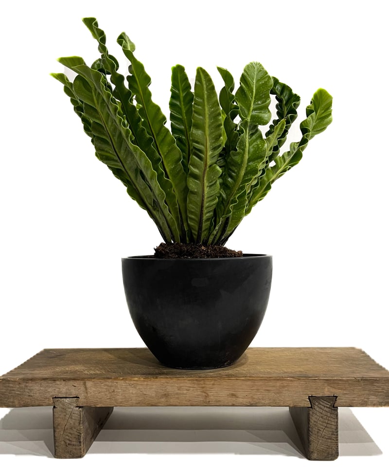 soleil【激レア/ドワーフ/超極太】アデニウム V2ハック鉢植えX-5 soleil【激レア/ドワーフ/超極太】アデニウム V2ハック鉢植えX-5