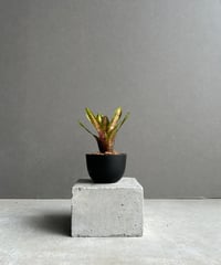 サンセベリア ES.849 斑入「Sansevieria ES. 849 var.」 8/8