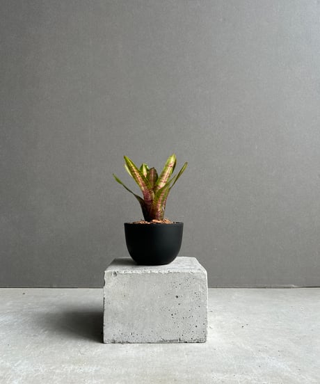 プルメリア　二点 PLUMERIA GUIDE＜プルメリア図鑑＞ | サイタマ プルメリア