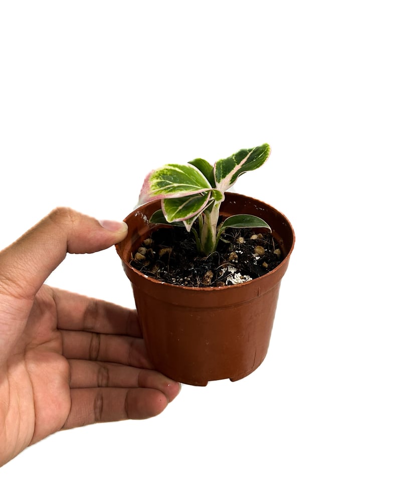 アグラオネマ ロータス デライト「Aglaonema Lotus Delight」5 アグラオネマ ロータス デライト「Aglaonema Lotus Delight」5