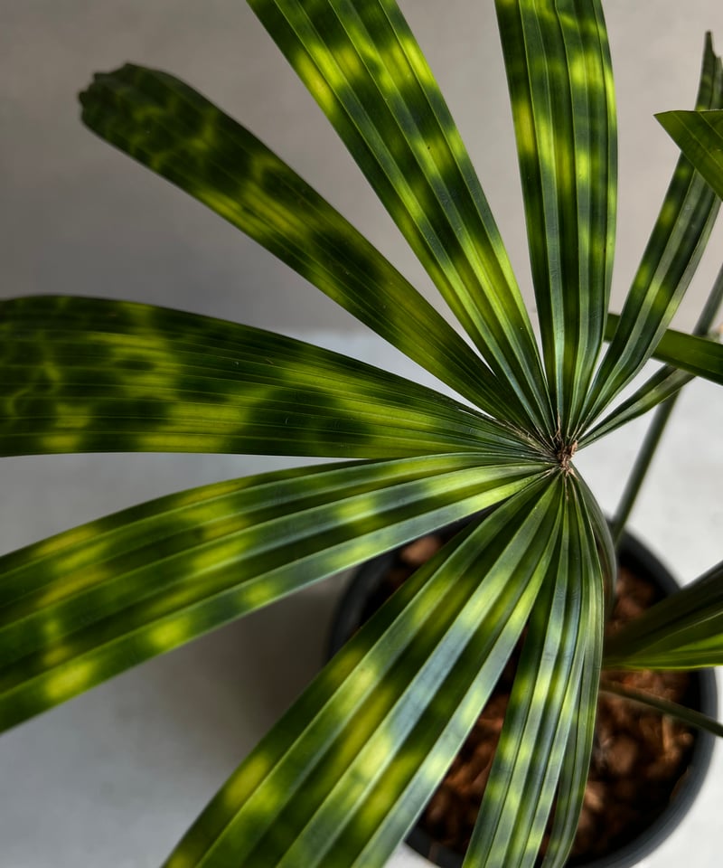 リクアラ マッタネンシス マプ 「Licuala mattanensis 'Mapu' 」73