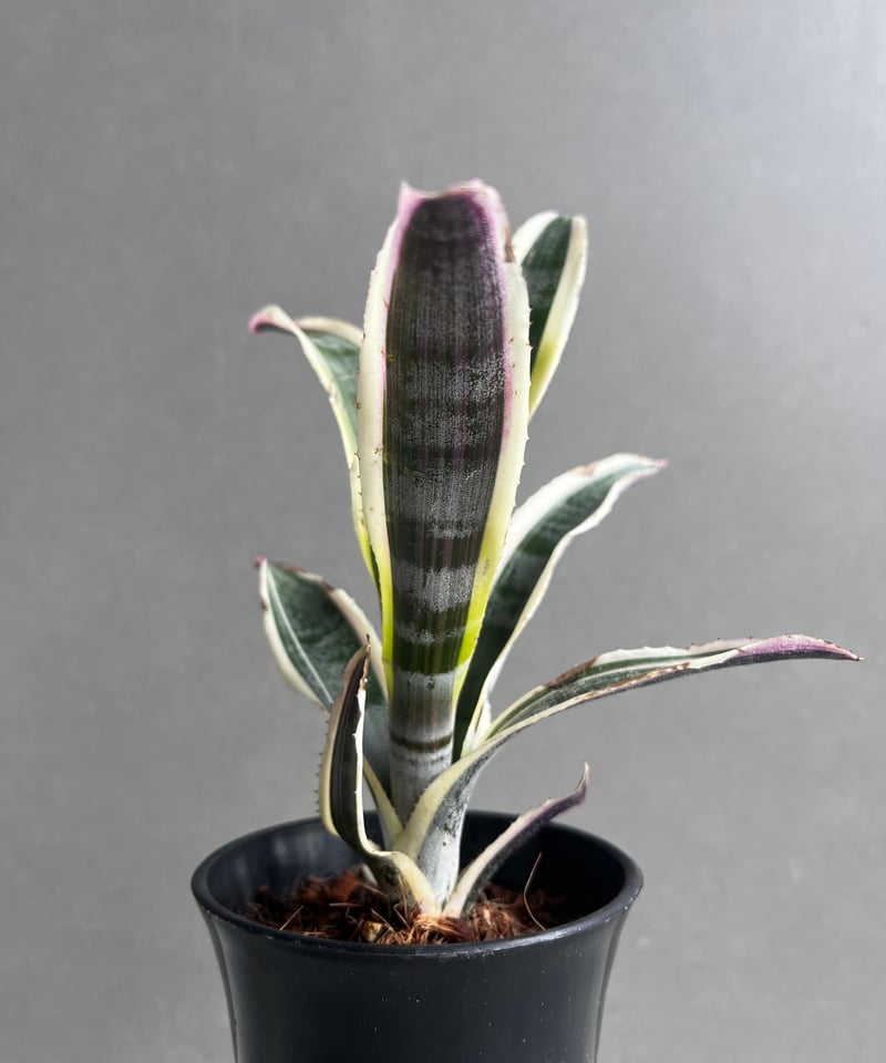 エクメア オットー 「Aechmea Otto」4A | SHOUCHIKUEN