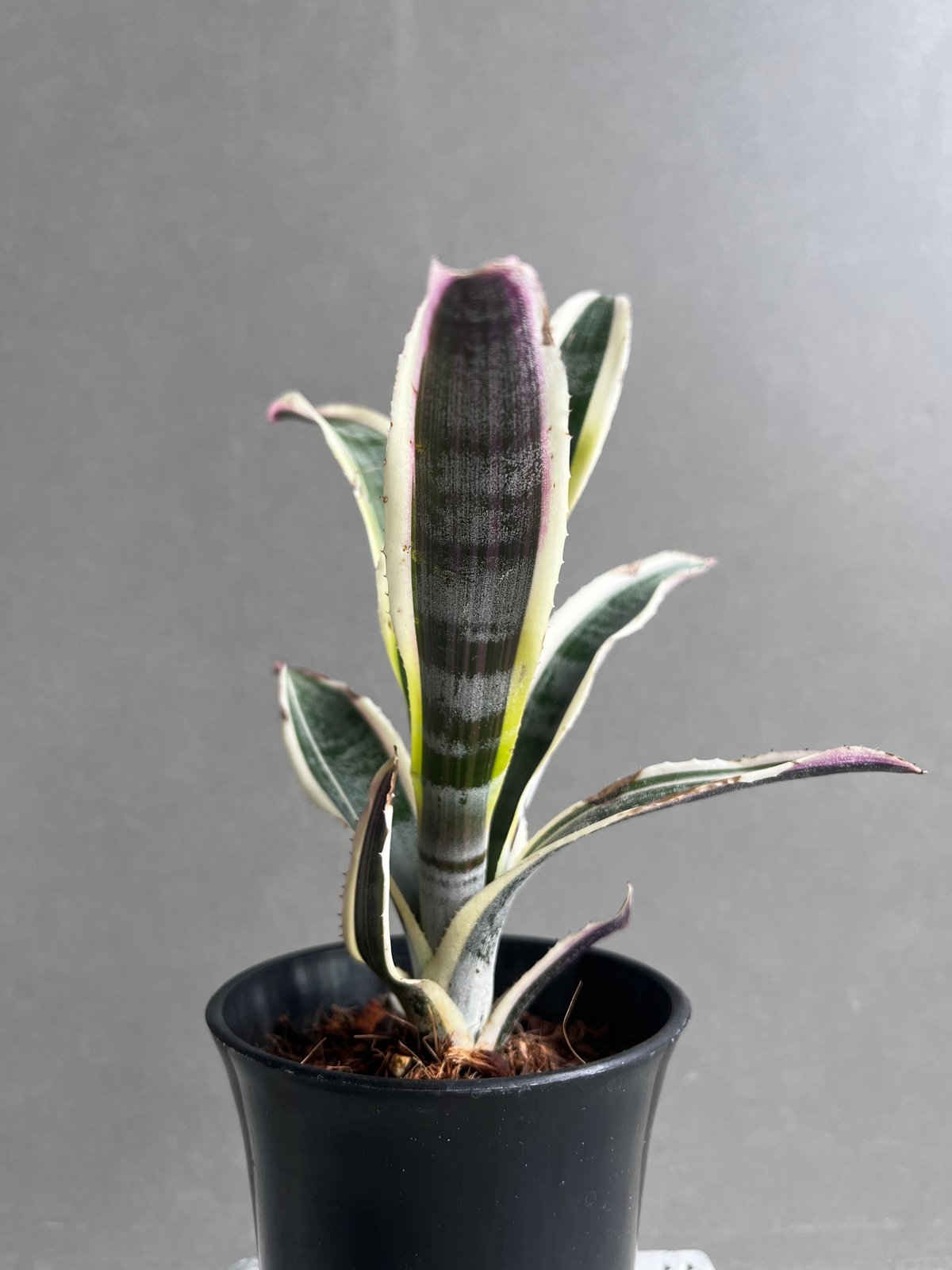 希少　Aechmea Otto エクメア　オットー　超美株　タンクブロメリア エクメア オットー 「Aechmea Otto」4A | SHOUCHIKUEN