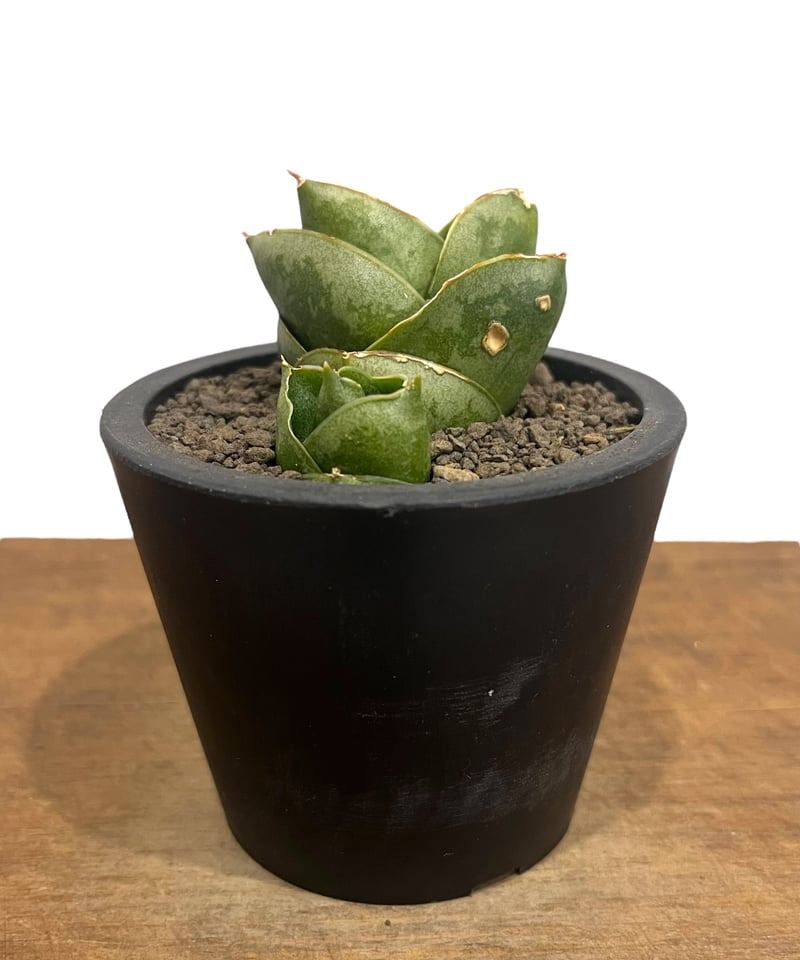 サンセベリア ベンジャロン「Sansevieria Benjarong」92V | SHOUC...