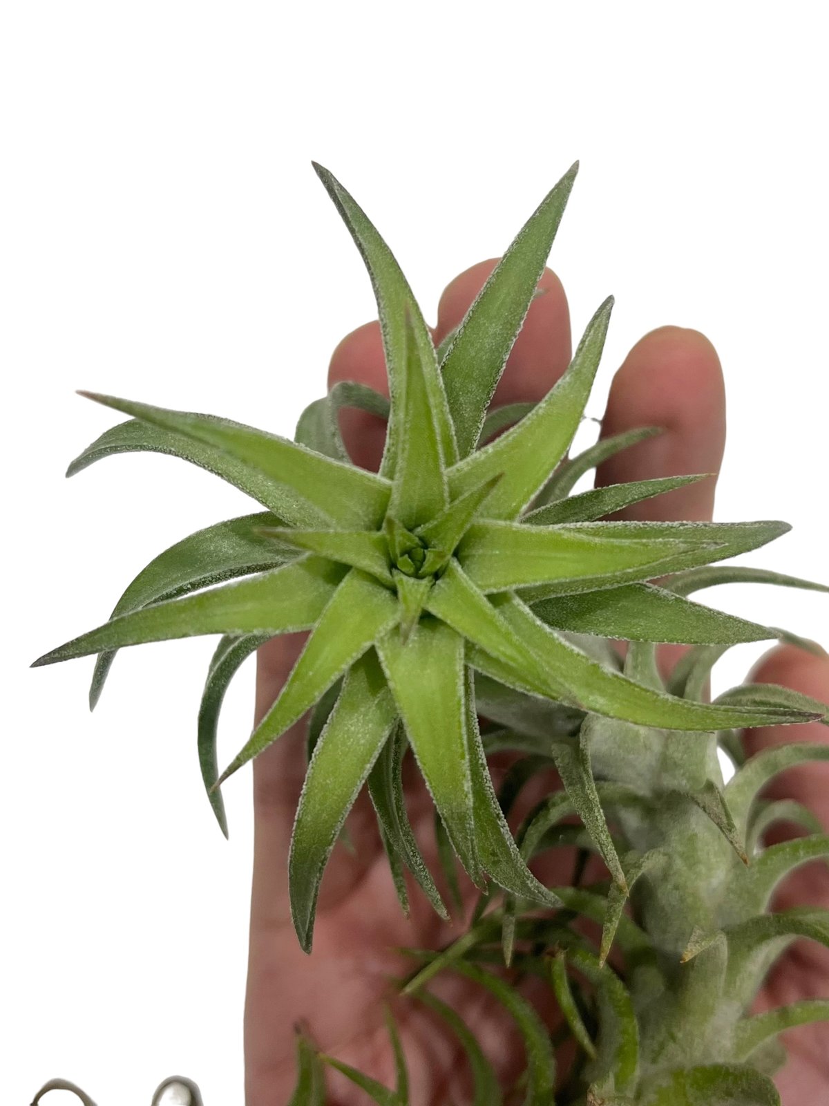 Tillandsia Vanhyningii Minor 速達発送 Tillandsia Vanhyningii Minor 速達発送 - メルカリ