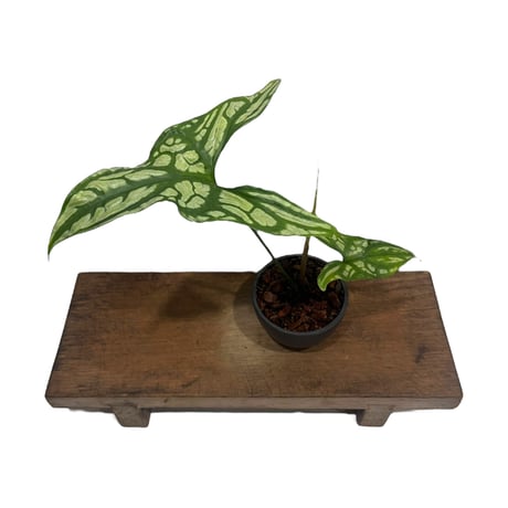 セルセスティス | STORES