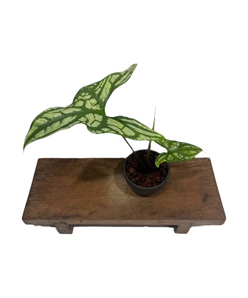 セルセスティス ミラビリス (N.E.Br) ボグナー 「Cercestis mirabili