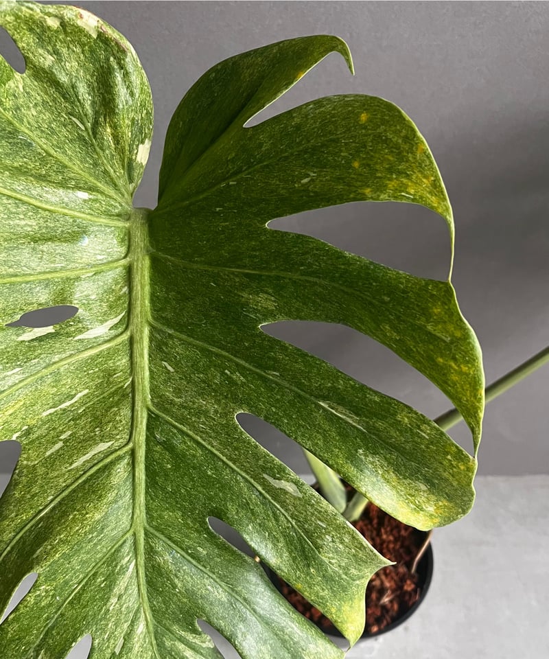 モンステラ プラチナム 「Monstera deliciosa var platinum」54 モンステラ プラチナム 「Monstera deliciosa var platinum」54